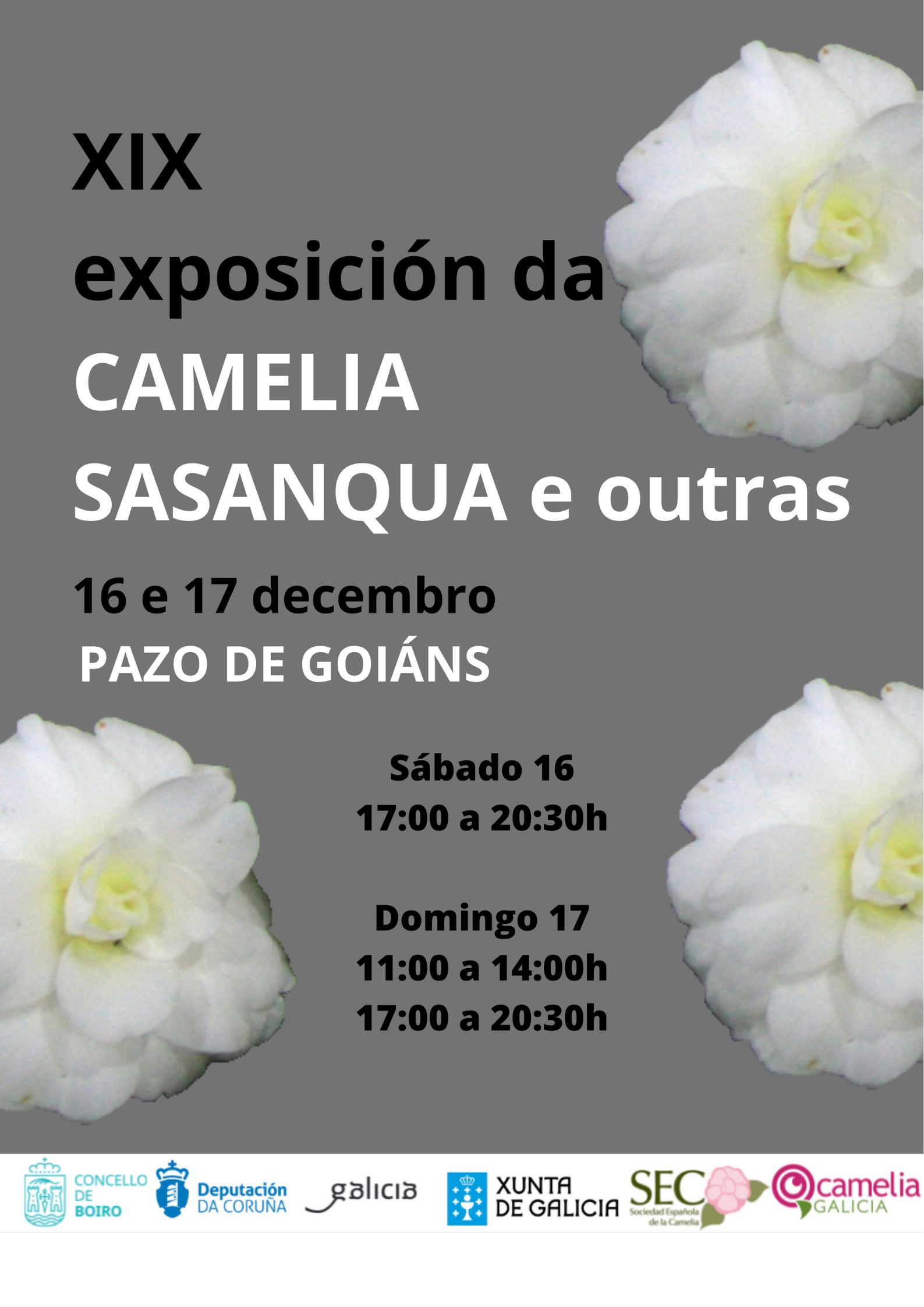 XIX exposición da Camelia Sasanqua e outras 2023 | Concello de Boiro